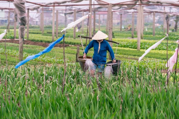 🌏 PRIVATE HOI AN CULTURAL EXPERIENCE Tra Que Village • Silk Village • Ancient Town ✨ AUTHENTIC HOI AN CULTURAL TOUR – PRIVATE & RELAXED Discover the real charm of Hoi An through a carefully designed private Hoi An cultural tour that combines countryside life, traditional craftsmanship, and historical heritage. This Hoi An countryside tour takes you beyond crowded tourist spots, offering a slow, meaningful journey through local villages and the iconic Hoi An Ancient Town UNESCO site. Perfect for travelers looking for an authentic Hoi An experience Vietnam with comfort, flexibility, and cultural depth. 🌿🧵🏙️ EXPERIENCE HIGHLIGHTS ✔ Explore Tra Que Vegetable Village Hoi An – organic farming & local life ✔ Visit Hoi An Silk Village – traditional silk-making & weaving ✔ Walk through Hoi An Ancient Town – UNESCO heritage ✔ Discover authentic Hoi An cultural experience ✔ Private & flexible – no crowds, no rush 🗺️ PRIVATE TOUR ITINERARY 🚐 Pickup Private hotel pickup in Hoi An / Da Nang Start your Hoi An private tour 🌿 Tra Que Vegetable Village Walk through herb gardens Meet local farmers Experience traditional farming 👉 Highlight of any Hoi An countryside tour 🧵 Hoi An Silk Village Learn silk-making from cocoon to fabric Discover Vietnamese craftsmanship 👉 Unique part of a Hoi An cultural tour 🏙️ Hoi An Ancient Town Explore UNESCO-listed Old Town Lantern streets & riverside views Historic houses & cultural stories 👉 Must-see in every Hoi An day tour 📸 Free Time Relax, take photos, enjoy atmosphere 🔙 Return Drop-off at your hotel 💎 WHAT’S INCLUDED ✔ Private air-conditioned vehicle ✔ English-speaking guide ✔ Entrance tickets ✔ Bottled water ✔ Hotel pickup & drop-off ❌ NOT INCLUDED Personal expenses Tips (optional) Lunch & drinks Holiday surcharge +$10 💰 PRICING 💵 $90 / pax (1 person – private) 💵 $60 / pax (2–4 persons) 💵 $50 / pax (5+ persons) 👉 Best value for groups 🔥 WHY CHOOSE THIS TOUR? ✔ Authentic Hoi An cultural experience ✔ Private & flexible schedule ✔ Mix of countryside + craft + heritage ✔ No crowds – slow travel style ✔ Perfect for photography & culture lovers 🎯 PERFECT FOR Couples & families Culture lovers Photography travelers Guests looking for a Hoi An private experience 📲 BOOK NOW 👉 WhatsApp: +84 989 906 043 ⚠️ Limited availability daily
