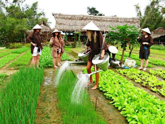 Book a private Hoi An cultural tour to explore Tra Que Vegetable Village, Hoi An Silk Village, and Ancient Town UNESCO site. Authentic countryside experience with local culture and history. From $50/pax.