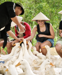 👉 Enjoy a unique duck feeding experience on a Vietnamese farm. Explore rural life, connect with nature, and discover authentic countryside activities.