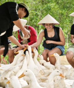 👉 Enjoy a unique duck feeding experience on a Vietnamese farm. Explore rural life, connect with nature, and discover authentic countryside activities.