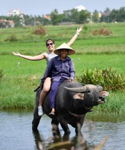 🌿 Buffalo Riding & Basket Boat Tour in Hoi An – Explore Bay Mau Coconut Forest Meta Description Discover the best buffalo riding and basket boat tour in Hoi An at Bay Mau Coconut Forest. Enjoy authentic local experiences, traditional fishing activities, and delicious Vietnamese cuisine. Book now! 🐃 Buffalo Riding & Basket Boat Tour in Hoi An – A Unique Cultural Experience If you're looking for an authentic and unforgettable experience in Hoi An, this buffalo riding and basket boat tour combined with traditional Vietnamese cuisine at Bay Mau Coconut Forest is the perfect choice. Located just 3 km from Hoi An Ancient Town, Bay Mau Coconut Forest is one of the most attractive eco-tourism destinations in Central Vietnam. Often referred to as the “Mini Mekong Delta in Hoi An,” this area offers a unique blend of nature, culture, and traditional local life. This journey is not just about sightseeing—it’s your chance to immerse yourself in rural Vietnamese culture, interact with locals, and enjoy hands-on experiences you won’t find anywhere else. 🌴 Bay Mau Coconut Forest – The “Mini Mekong Delta” of Hoi An Bay Mau Coconut Forest is located in Cam Thanh Village, a peaceful countryside surrounded by rivers and lush greenery. The name “Bay Mau,” meaning “Seven Acres,” dates back to when the forest was much smaller. Today, it has expanded to over 200 hectares, but the original name remains an important part of its history. What makes this place special is its location, surrounded by three famous rivers: Hoai River Thu Bon River De Vong River These rivers create a brackish water environment, ideal for water coconut palms to thrive year-round. The scenery is peaceful, fresh, and incredibly beautiful—perfect for nature lovers and relaxation seekers. 🚣 Tour Highlights 🛶 Basket Boat Ride Through Coconut Forest One of the most iconic experiences in Hoi An is riding a traditional basket boat. Glide gently through narrow waterways surrounded by lush coconut trees while learning about local life from your guide. 🎭 Basket Boat Spinning Show Get ready for an exciting performance! Local boat rowers showcase their incredible spinning techniques and balance skills—fun, thrilling, and unforgettable. 🦀 Traditional Fishing Activities Experience the daily life of local fishermen with fun, hands-on activities: Crab catching Net fishing Traditional fishing techniques These activities offer deeper insight into the local livelihood. 🐃 Buffalo Riding with Local Farmers A truly unique highlight! Ride a water buffalo across rice fields alongside local farmers. It’s a rare opportunity to connect with rural life and capture amazing photos. 🕒 Tour Itinerary (Morning Tour) Time: 7:30 AM – 11:30 AM 7:30 AM – Hotel pick-up in Hoi An 8:00 – 9:00 AM – Buffalo riding experience in the countryside 9:00 AM – Explore Bay Mau Coconut Forest & basket boat ride 11:30 AM – Enjoy lunch and return to hotel 🍽 Authentic Vietnamese Lunch Experience After an exciting morning, enjoy a traditional Vietnamese meal with local specialties: Hoi An Spring Rolls Vietnamese Pancake (Banh Xeo) Pho or Mi Quang Dessert & drinks 👉 Special menu available for groups of 10+ people. This meal is not just about food—it’s about experiencing the culinary culture of Hoi An. 🌟 Why Choose This Tour? ✔ Trusted local operator ✔ Authentic local experiences ✔ Friendly English-speaking guides ✔ Best value for money (no hidden fees) 💰 Tour Price 1 person: 700,000 VND (~28 USD) 2–4 people: 650,000 VND/person (~26 USD) 5+ people: 600,000 VND/person (~24 USD) 👉 The more people join, the better the price! 🚐 Transfer Service Hoi An pick-up: 100,000 VND (~4 USD) Da Nang pick-up: 200,000 VND (~8 USD) ✔ Save up to 40% compared to taxi/Grab ✔ Available 7-seater & 16-seater vehicles ✔ Safe & comfortable with professional drivers 📞 Book Your Tour Today! Ready to explore the best of Hoi An? 📱 Hotline / Zalo / WhatsApp: +84 989 906 043 Booking methods: Call directly Message via Zalo Contact via WhatsApp Book through our website 👉 Advance booking is recommended to secure your spot. 🌿 Conclusion The buffalo riding and basket boat tour at Bay Mau Coconut Forest is more than just a trip—it’s a deep cultural journey into Vietnamese life. From peaceful rivers and lush coconut forests to exciting activities and delicious food, this experience offers something for everyone. If you want to discover the true essence of Hoi An, this is a tour you should not miss.