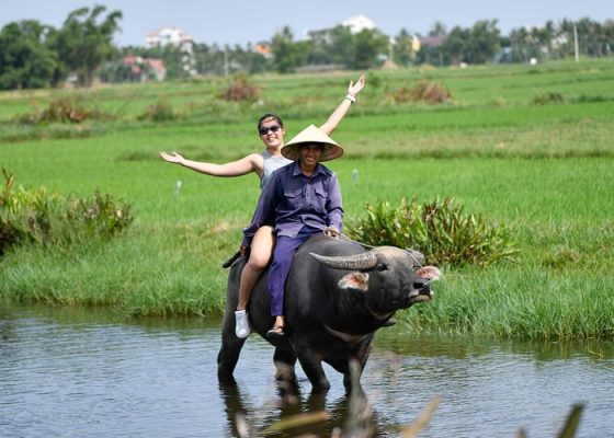 🌿 Buffalo Riding & Basket Boat Tour in Hoi An – Explore Bay Mau Coconut Forest
Meta Description

Discover the best buffalo riding and basket boat tour in Hoi An at Bay Mau Coconut Forest. Enjoy authentic local experiences, traditional fishing activities, and delicious Vietnamese cuisine. Book now!

🐃 Buffalo Riding & Basket Boat Tour in Hoi An – A Unique Cultural Experience

If you're looking for an authentic and unforgettable experience in Hoi An, this buffalo riding and basket boat tour combined with traditional Vietnamese cuisine at Bay Mau Coconut Forest is the perfect choice.

Located just 3 km from Hoi An Ancient Town, Bay Mau Coconut Forest is one of the most attractive eco-tourism destinations in Central Vietnam. Often referred to as the “Mini Mekong Delta in Hoi An,” this area offers a unique blend of nature, culture, and traditional local life.

This journey is not just about sightseeing—it’s your chance to immerse yourself in rural Vietnamese culture, interact with locals, and enjoy hands-on experiences you won’t find anywhere else.

🌴 Bay Mau Coconut Forest – The “Mini Mekong Delta” of Hoi An

Bay Mau Coconut Forest is located in Cam Thanh Village, a peaceful countryside surrounded by rivers and lush greenery.

The name “Bay Mau,” meaning “Seven Acres,” dates back to when the forest was much smaller. Today, it has expanded to over 200 hectares, but the original name remains an important part of its history.

What makes this place special is its location, surrounded by three famous rivers:

Hoai River
Thu Bon River
De Vong River

These rivers create a brackish water environment, ideal for water coconut palms to thrive year-round. The scenery is peaceful, fresh, and incredibly beautiful—perfect for nature lovers and relaxation seekers.

🚣 Tour Highlights
🛶 Basket Boat Ride Through Coconut Forest

One of the most iconic experiences in Hoi An is riding a traditional basket boat. Glide gently through narrow waterways surrounded by lush coconut trees while learning about local life from your guide.

🎭 Basket Boat Spinning Show

Get ready for an exciting performance! Local boat rowers showcase their incredible spinning techniques and balance skills—fun, thrilling, and unforgettable.

🦀 Traditional Fishing Activities

Experience the daily life of local fishermen with fun, hands-on activities:

Crab catching
Net fishing
Traditional fishing techniques

These activities offer deeper insight into the local livelihood.

🐃 Buffalo Riding with Local Farmers

A truly unique highlight! Ride a water buffalo across rice fields alongside local farmers. It’s a rare opportunity to connect with rural life and capture amazing photos.

🕒 Tour Itinerary (Morning Tour)

Time: 7:30 AM – 11:30 AM

7:30 AM – Hotel pick-up in Hoi An
8:00 – 9:00 AM – Buffalo riding experience in the countryside
9:00 AM – Explore Bay Mau Coconut Forest & basket boat ride
11:30 AM – Enjoy lunch and return to hotel
🍽 Authentic Vietnamese Lunch Experience

After an exciting morning, enjoy a traditional Vietnamese meal with local specialties:

Hoi An Spring Rolls
Vietnamese Pancake (Banh Xeo)
Pho or Mi Quang
Dessert & drinks

👉 Special menu available for groups of 10+ people.

This meal is not just about food—it’s about experiencing the culinary culture of Hoi An.

🌟 Why Choose This Tour?

✔ Trusted local operator
✔ Authentic local experiences
✔ Friendly English-speaking guides
✔ Best value for money (no hidden fees)

💰 Tour Price
1 person: 700,000 VND (~28 USD)
2–4 people: 650,000 VND/person (~26 USD)
5+ people: 600,000 VND/person (~24 USD)

👉 The more people join, the better the price!

🚐 Transfer Service
Hoi An pick-up: 100,000 VND (~4 USD)
Da Nang pick-up: 200,000 VND (~8 USD)

✔ Save up to 40% compared to taxi/Grab
✔ Available 7-seater & 16-seater vehicles
✔ Safe & comfortable with professional drivers

📞 Book Your Tour Today!

Ready to explore the best of Hoi An?

📱 Hotline / Zalo / WhatsApp: +84 989 906 043

Booking methods:

Call directly
Message via Zalo
Contact via WhatsApp
Book through our website

👉 Advance booking is recommended to secure your spot.

🌿 Conclusion

The buffalo riding and basket boat tour at Bay Mau Coconut Forest is more than just a trip—it’s a deep cultural journey into Vietnamese life.

From peaceful rivers and lush coconut forests to exciting activities and delicious food, this experience offers something for everyone.

If you want to discover the true essence of Hoi An, this is a tour you should not miss.
