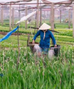 Private Hoi An Cultural Tour | Tra Que Village, Silk Village & Ancient Town